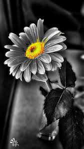 Art Black And White Pictures To Color Pin By Addie On Orange Gray Black And White 22 Color Splash Photo Color Splash Photography Color Splash