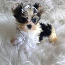 We offer beautiful,traditional and parti colored akc yorkies for sale to approved homes. Micro Teacup Parti Yorkie For Sale In Altamonte Florida Classified Americanlisted Com