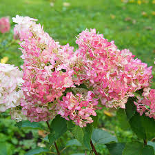 Image result for hydrangea paniculata vanille fraise
