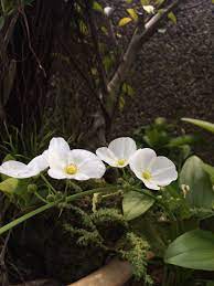 Amazon Sword Blooms Little Garden Bloom Plants