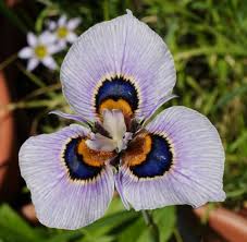 Image result for Moraea bella