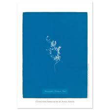 Image result for Hymenophyllum tunbridgense