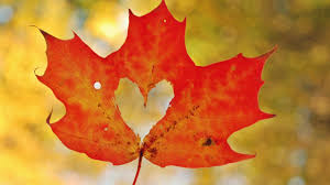 Image result for fall leaves