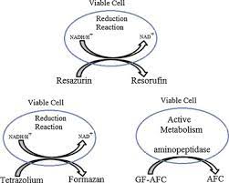 Check spelling or type a new query. Animal Tissue Culture Principles And Applications Sciencedirect