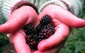 Image result for Rubus