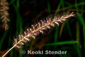 Image result for Cenchrus ciliaris