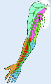 Bei solchen menschen arbeitet das lymphsystem. Anatomie Des Lymphsystems Springerlink
