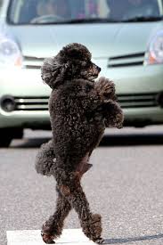 People have already submitted funny photos of lions, owls, and hippos. 50 Funny Animal Pictures Cute Photos Of Wild Animals