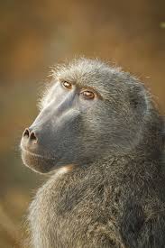 Chacma Baboon Baboon South Africa Wildlife African Wildlife Photography