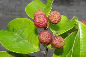 Image result for Chaetocarpus