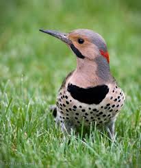 Black And White Speckled Bird With Red Head Outside My Window Flickering Northern Flicker Backyard Birds Bird Photo
