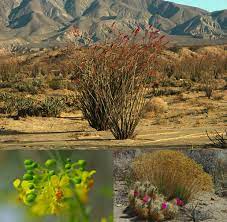 This is one of the driest seasons we've ever seen. Anza Borrego Desert Wildflowers Update
