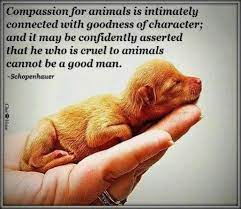 Are certified wildlife specialists with more than 30 years of experience in the aildlife animal control business. Quotes About Animal Compassion 32 Quotes