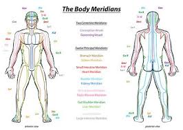 A regional study of human structure. Meridian System Description Chart Male Body Vector Images