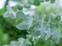 Image result for Eucalyptus