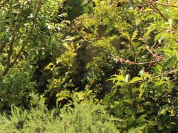 Image result for Calliandra