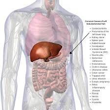 Anatomy of the female abdomen and pelvis, cut away view. Upper Left Quadrant Anatomy Anatomy Drawing Diagram