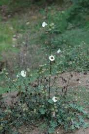 Image result for Hibiscus tridactylites