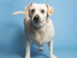 Find local pet boarding, day care, sitting and kennel services in gilbert, az to take care of your pets while you're on vacation, out of town or merely at the office all day. Adopt A Pet Tobbey And More Pets Up For Adoption In Phoenix Area Shelters