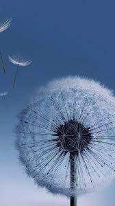Cool Samsung Galaxy S3 Wallpapers Galaxy S3 Wallpaper Dandelion Wallpaper Samsung Wallpaper Android