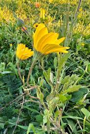 Image result for Dimorphotheca