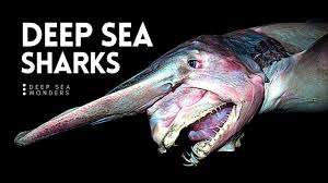 Modern sharks are classified within the clade selachimorpha (or selachii) and are the sister group to the rays. Why Sharks Get Creepier The Deeper You Go Youtube