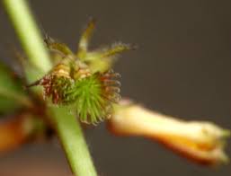 Image result for Triumfetta digitata