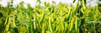 Organic food brands in europe. Bmel Organic Farming