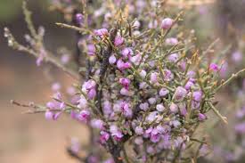 Image result for Muraltia