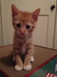 Lost cat and kittens in Bennett Springs