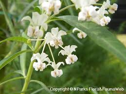 Image result for Gomphocarpus fruticosus