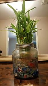 Beta Fish With Lucky Bamboo Plant In A Large Mason Jar Lucky Bamboo Plants Mason Jar Plants Bamboo Plants