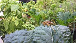 Maybe you would like to learn more about one of these? Quick Non Toxic Easy Way To Kill Grasshoppers In Your Garden Youtube