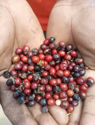 Image result for Diospyros abyssinica