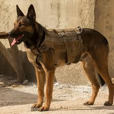 Meet The Dog Star Who Plays Heroic Max Belgian Malinois Dog Malinois Dog Military Dogs