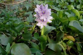 Image result for Pontederiaceae