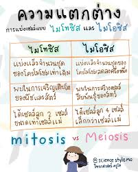 1.1 ระยะอินเตอร์เฟส (interphase) เป็นการเตรียมความพร้อมสำหรับการแบ่งเซลล์ แบ่งเป็นขั้นตอนย่อยดังนี้. à¹‚à¸™ à¸•à¸‚à¸­à¸‡ à¸à¸²à¸£à¹à¸š à¸‡à¹€à¸‹à¸¥à¸¥ à¸¡ 3 à¸ž à¸™à¸˜ à¸à¸£à¸£à¸¡ à¸Š à¸™ Clear à¸§ à¸—à¸¢à¸²à¸¨à¸²à¸ªà¸•à¸£ à¸¡ à¸›à¸¥à¸²à¸¢ à¸„à¸³à¸„à¸¡à¸à¸²à¸£à¹€à¸£ à¸¢à¸™ à¸Š à¸§à¸§ à¸—à¸¢à¸²à¸¨à¸²à¸ªà¸•à¸£