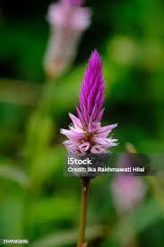 Image result for Celosia pandurata