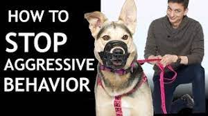 Learn how to stop aggression in dogs before someone gets hurt. How To Train Your Dog To Stop Snapping At People Stop Aggressive Reactive Behavior Youtube