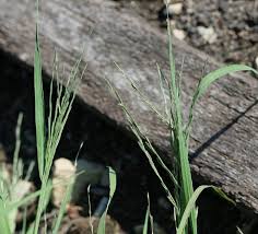 Image result for Leptochloa fusca
