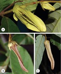 Image result for Monanthotaxis orophila