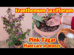 Image result for Eranthemum laxiflorum