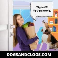 11 Real Reasons Why Your Dog Howl When You Get Home 3 Tips