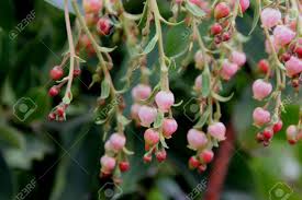 Tree with strawberry like fruit. Fruit Trees Strawberry Like Fruit Tree