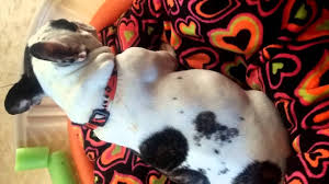 Maybe you would like to learn more about one of these? Pregnant French Bulldog Watch Puppy Movement Youtube