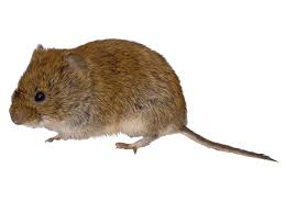 Voles look like field mice with short tails, compact heavy bodies, small eyes, and partially hidden ears. Winter S Snow Hides Vole Activity Bobbex