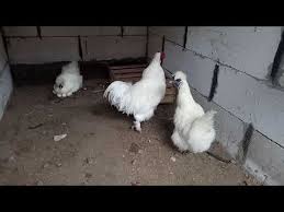 Mudah Ternak Ayam Kapas Putih 085729254574 Youtube Ayam Kapas Ternak Ayam Ayam
