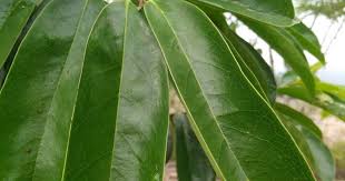 Khasiat daun durian belanda juga mampu membantu mengubati sakit urat atau sakit sa raf. Inilah Khasiat Daun Durian Belanda Yang Ramai Tak Tahu In 2021 Plant Leaves Plants Durian