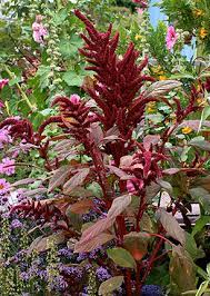 Amaranthus Hypochondriacus Flower Identification Best Flower Wallpaper