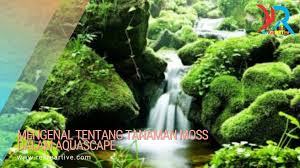 Tanaman ini tidak memerlukan co2 tambahan untuk bisa subur. Macam Macam Tanaman Moss Dalam Aquascape Rekreartive